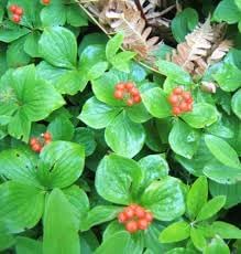 Bunchberry Cornus canadensis seeds for cold-climate groundcover